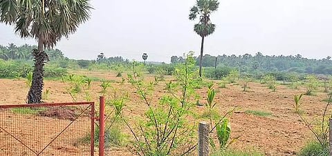 உடன்குடி வட்டாரத்தில் தொடர் மழையால் விவசாய பணிகள் தொடக்கம்