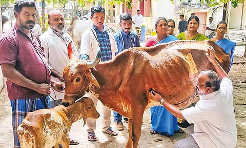 பசுவின் வயிற்றில் 65 கிலோ பிளாஸ்டிக் கழிவுகள்- அறுவை சிகிச்சை மூலம் அகற்றம்