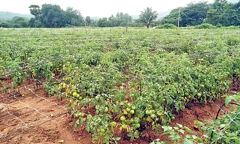 வடமதுரையில் கொடி தக்காளி சாகுபடி செய்யப்பட்டுள்ளது.