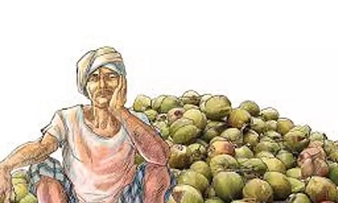 தென்னை விவசாயிகள் பயன்பெற மானிய திட்டங்கள் வேளாண்துறை அறிவிப்பு