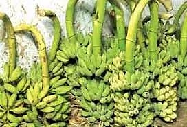 லாலாப்பேட்டை சந்தையில் வாழைத்தார் விலை சரிவு