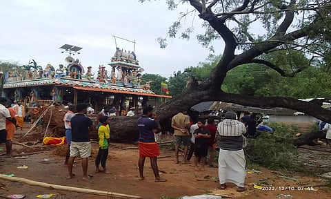 பண்ருட்டி நடுமேட்டுக்குப்பத்தில் மாண்டஸ் புயல்காரணமாக 100 ஆண்டு பழமைவாய்ந்த வேப்பமரம் வேரோடு சாய்ந்தது