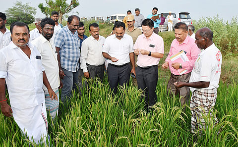 தேவகோட்டை அருகே உள்ள வெண்ணியூர் ஊராட்சியில் வறட்சியால் பாதிக்கப்பட்ட நெற்பயிர்களை மாவட்ட கண்காணிப்பு அலுவலர் லால்வேனா பார்வையிட்டு ஆய்வு செய்தனர்.