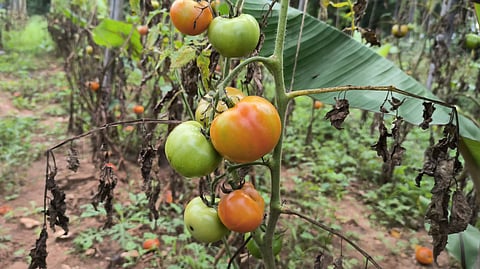 மேட்டுப்பாளையத்தில் வரத்து குறைவால் தக்காளி விலை அதிகரிப்பு