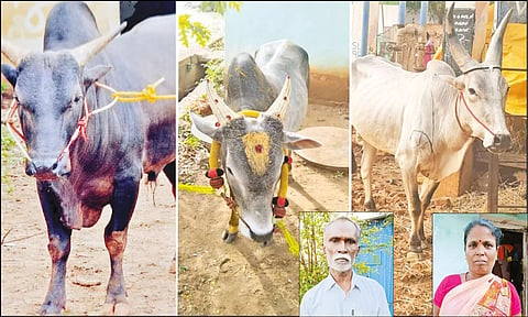 திருட்டு போன காளைகள், லட்சுமி, அழகப்பன்