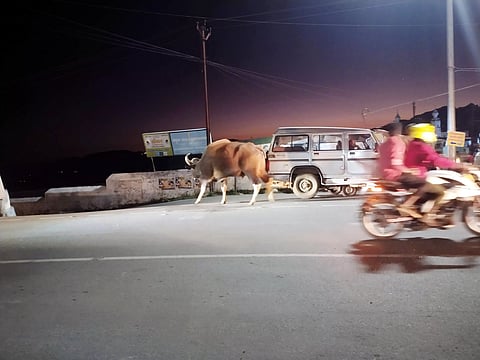 கோத்தகிரியில் பஸ் நிலையத்தில் சுற்றி திரியும் காட்டெருமைகள்