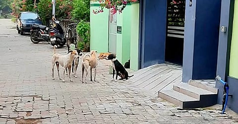 விருதுநகர் டி.டி.ரோட்டில் கூட்டமாக நிற்கும் நாய்கள். 