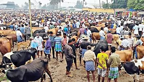புதன்சந்தை மாட்டு சந்தையில் ரூ.2 கோடிக்கு மாடுகள் வர்த்தகம்