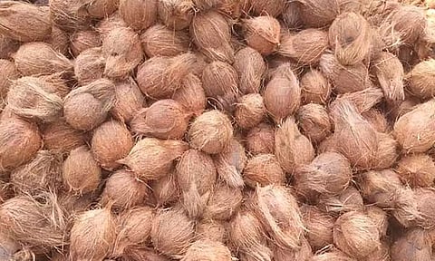 பொங்கல் பண்டிகையையொட்டி குமரியில் தேங்காய் விலை உயர்வு- விவசாயிகள் மகிழ்ச்சி