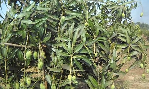 கோப்புபடம். 