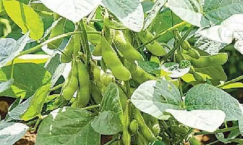 கோப்புபடம். 