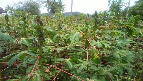 மாவு பூச்சி தாக்குதலால் பாதிப்படைந்த மரவள்ளிக்கிழங்கு செடிகள்.
