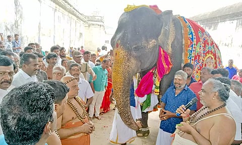  பொன்விழா கொண்டாடிய அபயாம்பிகை யானை.