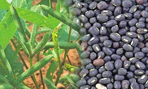 சம்பா அறுவடைக்கு பின்னர்விவசாயிகள் உளுந்து பயிர் சாகுபடி செய்து பயன்பெறலாம்