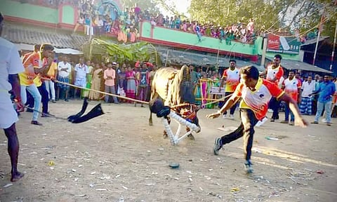 எருதாட்ட விழாவில் சீறிப்பாய்ந்த காளையை படத்தில் காணலாம்.