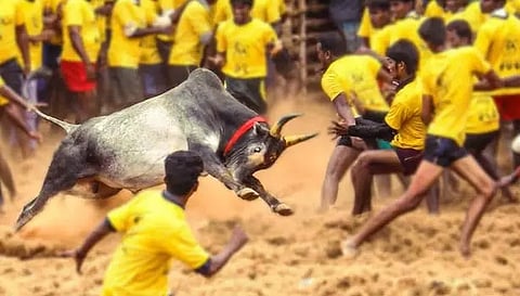 கொசவபட்டி ஜல்லிக்கட்டில் சீறிப்பாய்ந்த காளைகள்- 5 பேர் படுகாயம்