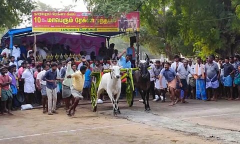 ரேக்ளா பந்தயம் நடைபெற்ற காட்சி.