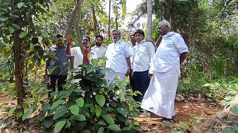 சமதள நிலத்தில் மிளகு சாகுபடி-புதுச்சேரி அமைச்சர் ஜெயகுமார் நேரில் பார்வையிட்டார்