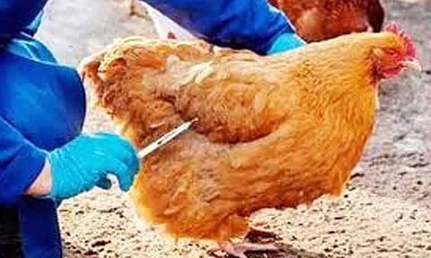 கோழிக்கழிச்சல் நோய் தடுப்பூசி சிறப்பு முகாம் - நாளை தொடங்குகிறது