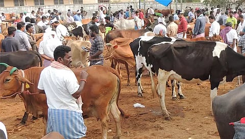 சேந்தமங்கலம் அடுத்த புதன்சந்தை மாட்டு சந்தையில் விற்பனைக்கு வந்த இறைச்சி மாடுகள், எருமை, பசு, காளை மாடுகள், கன்று குட்டிகள்.