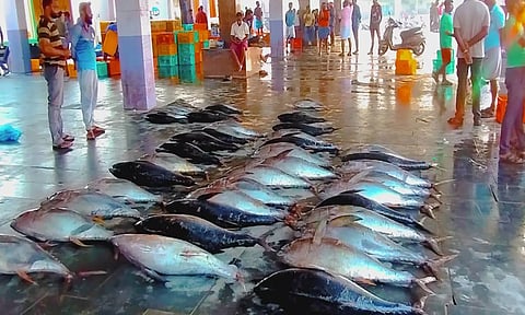 குவித்து வைத்துள்ள மீன்களை படத்தில் காணலாம் 