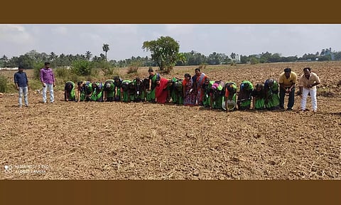 வாழ்ந்து காட்டுவோம் திட்டம்- மகளிர் குழுவினர் பச்சை பயிர் சாகுபடி செய்தனர்