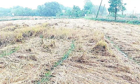 கனமழையால் வயல்களில் சாய்ந்துள்ள நெற்பயிர்கள்.