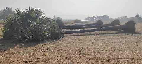 பனை மரங்கள் வேரோடு சாய்ப்பு