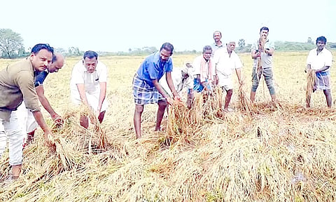 மழையால் பாதிக்கப்பட்டுள்ள நெல் வயல்கள்.
