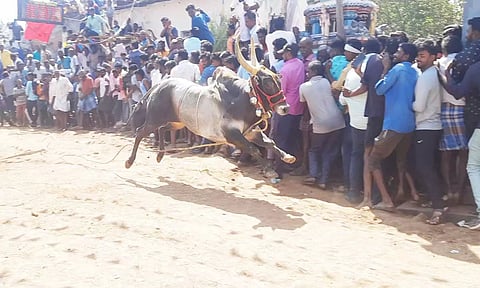காளைகள் முட்டி 15 பேர் காயம்