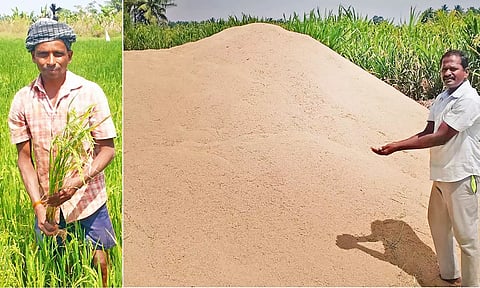 அறுவடை செய்யப்பட்ட நெல்மணிகளை குவித்து வைத்துள்ளனர்.