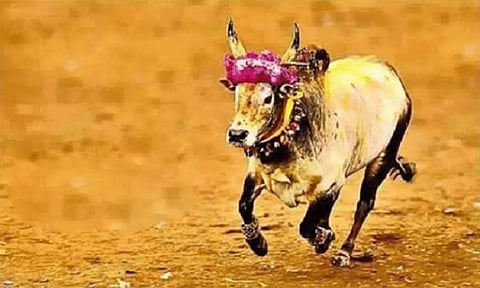 வேலூர் மாவட்டத்தில் புதிதாக மாடு விடும் விழா நடத்த அனுமதி இல்லை