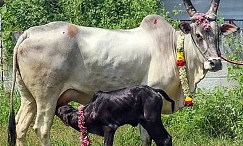 பழையகோட்டையில் காங்கேயம் இன மாடுகள் ரூ.16 லட்சத்துக்கு விற்பனை
