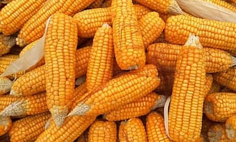 கோப்புபடம். 