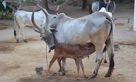 பழையகோட்டையில் காங்கேயம் இன மாடுகள் - ரூ.18 லட்சத்துக்கு விற்பனை