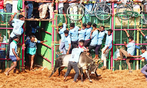 தஞ்சை மாதாக்கோட்டை ஜல்லிக்கட்டில் சீறிப்பாய்ந்து வந்த காளைகளின் திமிலை பிடித்து அடக்கிய வீரர்கள்