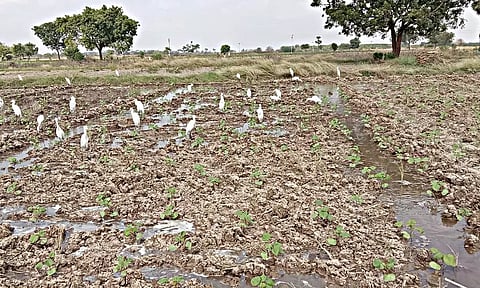 அபிராமம் பகுதியில் உள்ள வயல்களில் இரை தேடும் பறவைகள். 