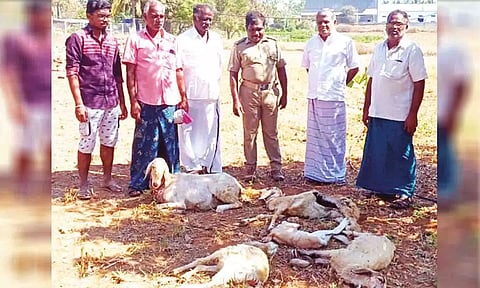 வெறிநாய்கள் கடித்து குதறியதில் இறந்து கிடக்கும் ஆடுகளை வனத்துறையினர் மற்றும் பொதுமக்கள் பார்வையிட்ட காட்சி. 