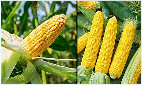 கோப்புபடம். 