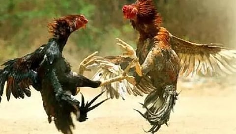 சேவல் சண்டை நடத்திய 4 பேர் கைது