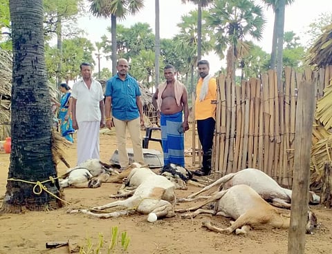 இடி தாக்கி இறந்த ஆடுகளை படத்தில் காணலாம்.