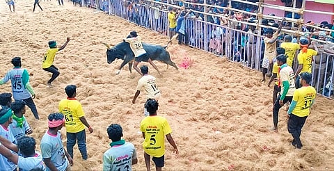 ஜல்லிக்கட்டு போட்டி