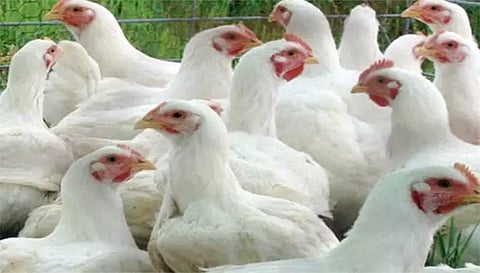 நாமக்கல் மண்டலத்தில் கறிக்கோழி விலை கிலோவுக்கு ரூ.7 உயர்வு