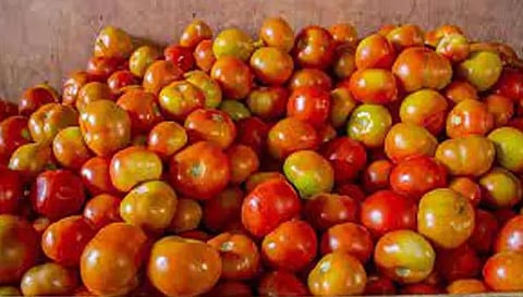 நாமக்கல் உழவர் சந்தையில் தக்காளி ஒரு கிலோ ரூ.10 ஆக சரிவு
