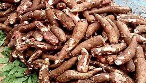 மரவள்ளி கிழங்கு ஒரு டன் 13 ஆயிரத்துக்கு விற்பனை
