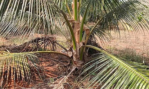  திராவகம் ஊற்றியதால் கருகிய தென்னை மரம்.