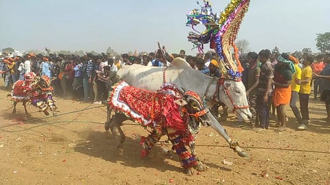 தேன்கனிக்கோட்டையில் எருதுவிடும் விழா கோலாகலம்