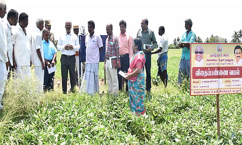 உச்சிமேடு கிராமத்தில் வெண்டை வயலினை கலெக்டர் பாலசுப்ரமணியம் ஆய்வு செய்த காட்சி.