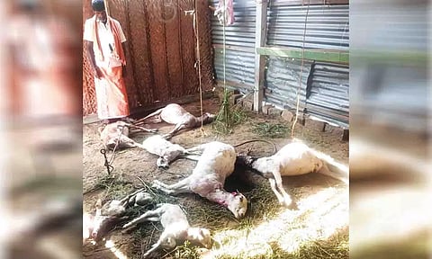  மர்ம விலங்கு கடித்ததில் இறந்து கிடக்கும் ஆடுகளை படத்தில் காணலாம்.