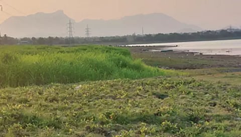  சென்ராய பெருமாள் கோவில் பகுதியில் உள்ள மேட்டூர் அணை நீர் தேக்க பகுதியில் பயிர் செய்யப்பட்டுள்ள சோளம் தற்போது அறுவடைக்கு தயாராகி இருப்பதை படத்தில் காணலாம். 